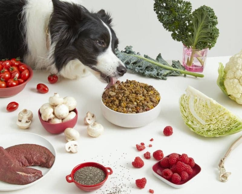 Homemade Dog Food Resources